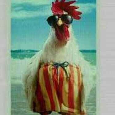 چهره زیبای مجری برنامه!