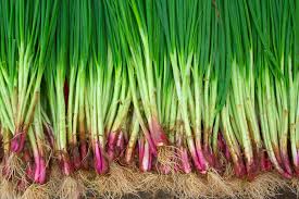 بهترین برنامه کود دهی پیاز