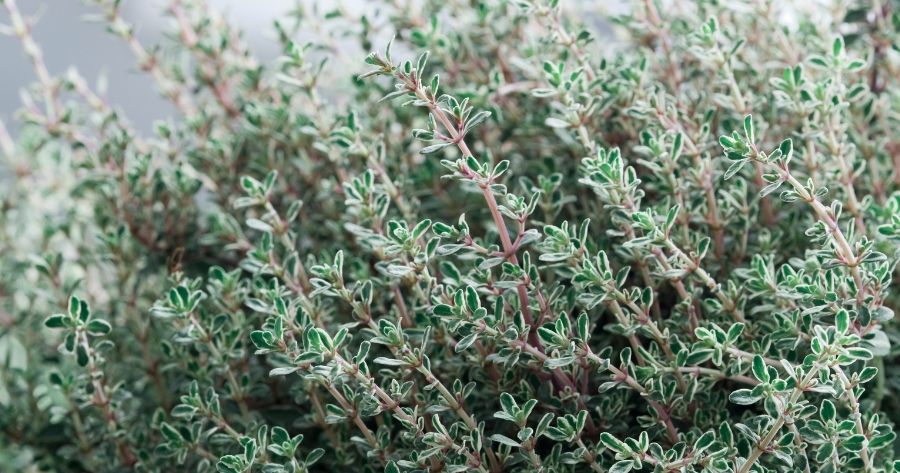 اثر آویشن بر کنه واروا