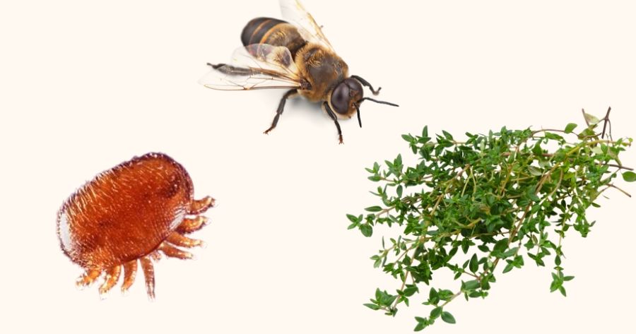 آویشن و کنه واروا