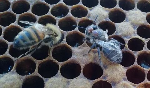 روش های استفاده از دود تنباکو