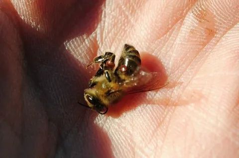 دود تنباکو و کنه واروا