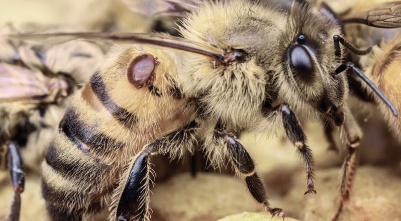 بهترین نوار ضد کنه در ایران کدام است؟