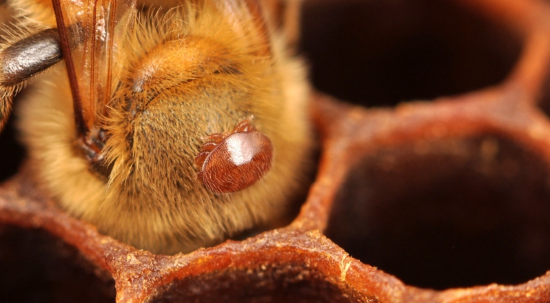 شکل کنه واروا