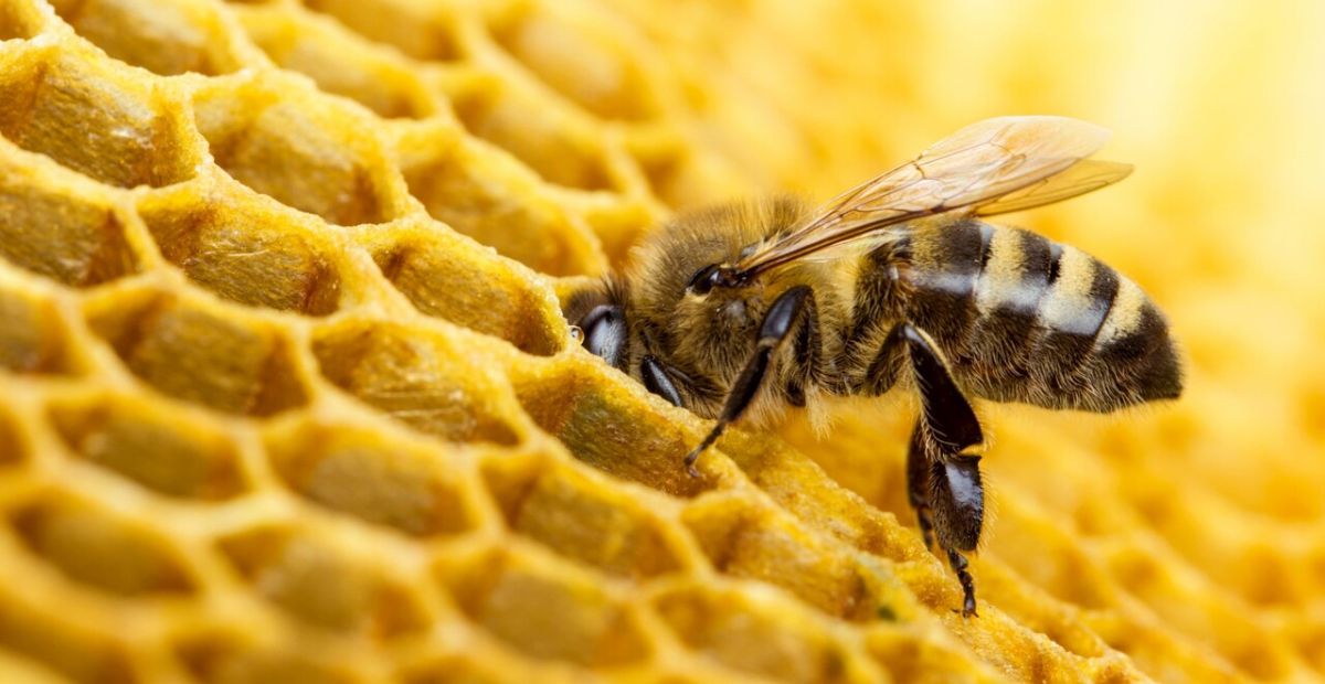 روش های جلوگیری از کنه واروا