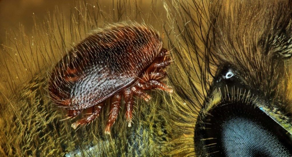 اثرات مخرب کنه واروا