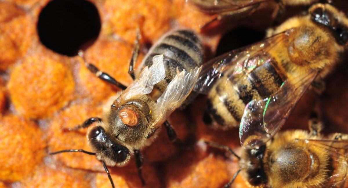 روش های تشخیص کنه واروا