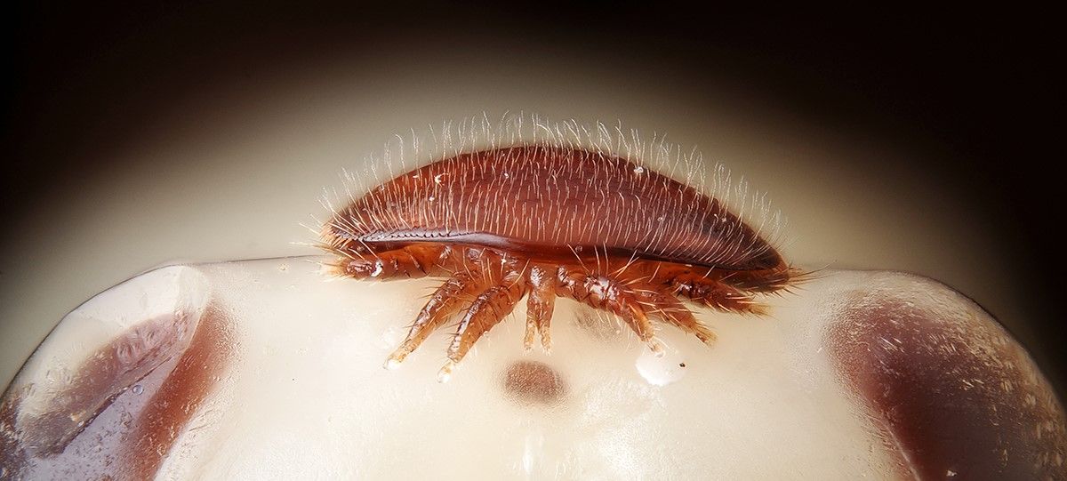 مقابله با کنه واروآ