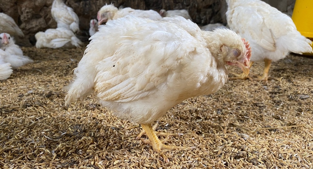 بیماری برونشیت عفونی طیور