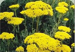 داستان گل بو مادران