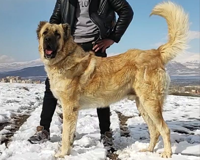 یامان بزرگ ترین سگ سرابی مرند