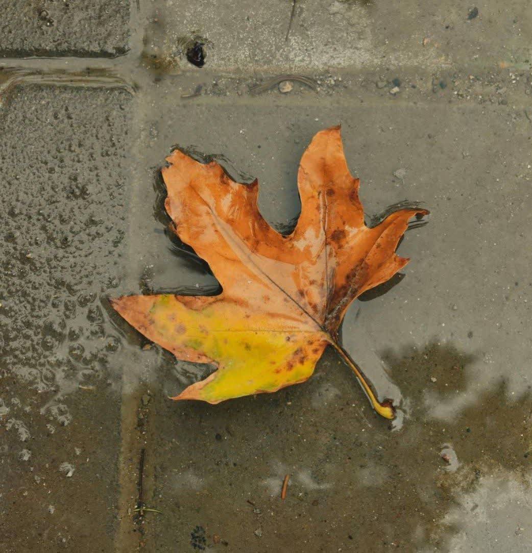 برگی که باران بر او باریده بود و جانی دوباره نگرفته بود