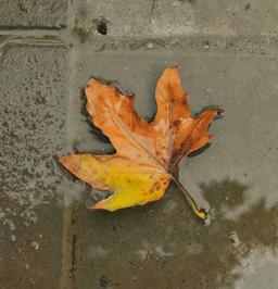 《 مَغموم بود! 》