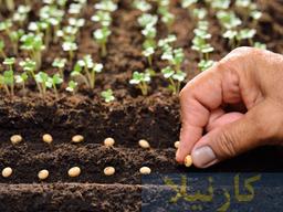 مطالب مهمی که در مورد بذر باید حتما بدانید