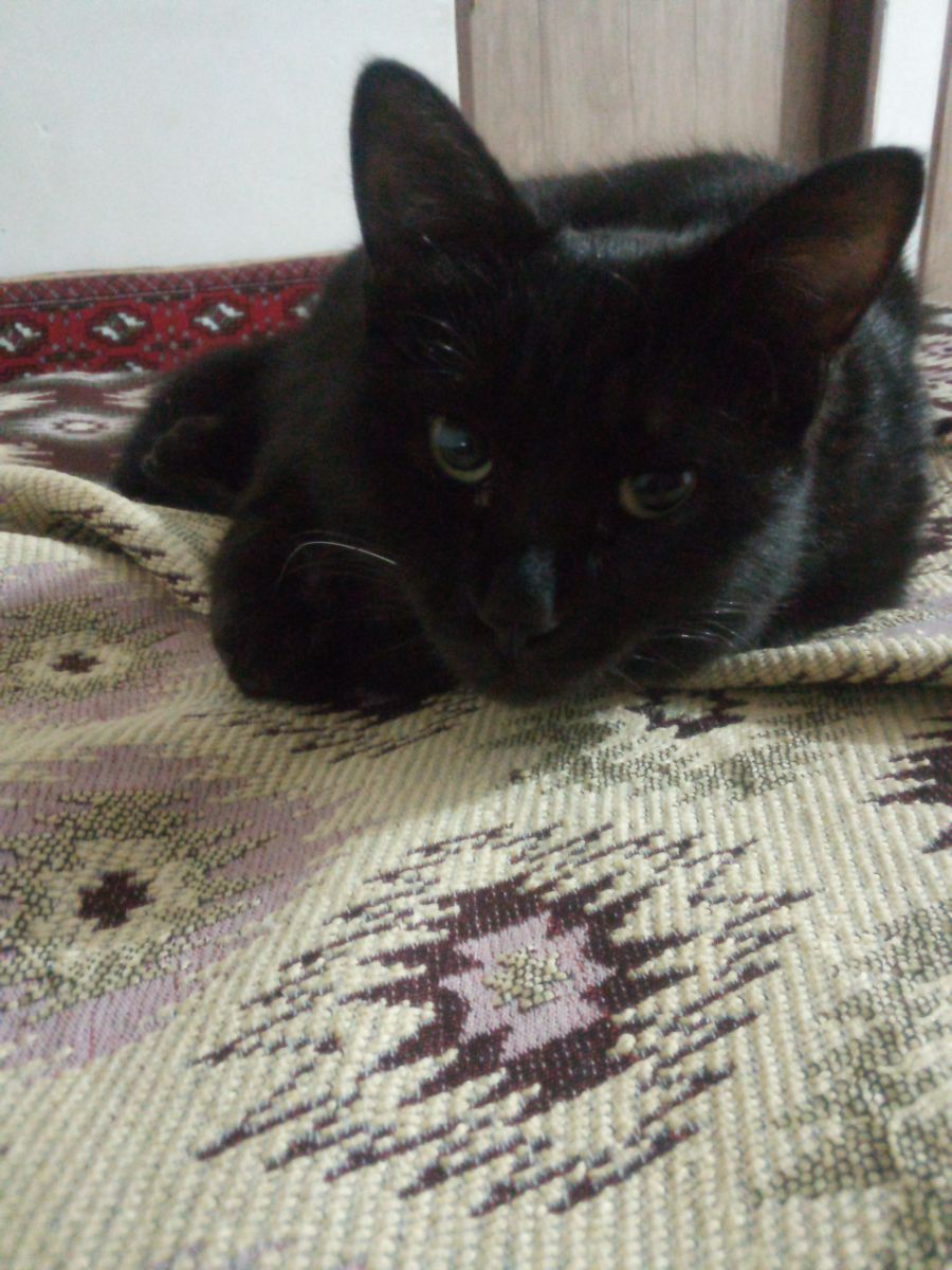 آما ده شکار بادام 