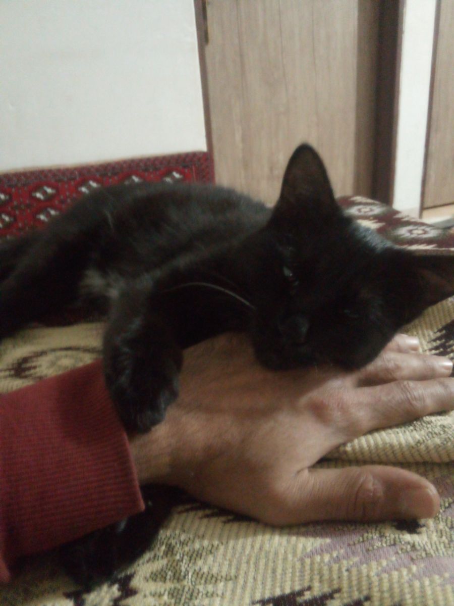 خوابیدن مخمل وقتی من او تنهاییم