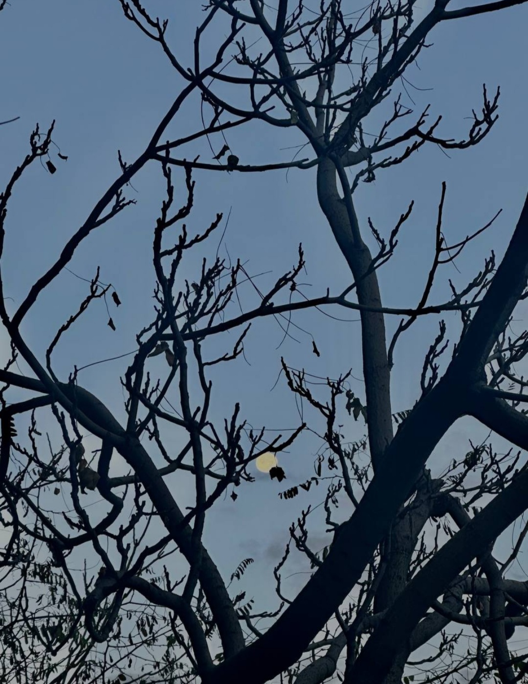 زمین گرد نیست!