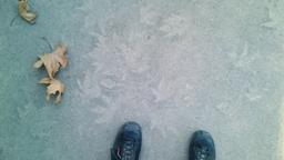 دی پوییزم بی‌باهاره