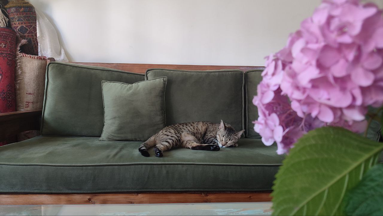 مژده - گربه‌ای در رشت که ظاهراً مراقبمه