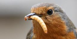 "پرورش میلورم اینده ای نو"