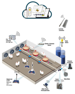 مرغداری سنتی و هوشمند: تفاوت‌ها و مزایای هر کدام