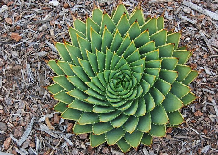 نمونه ای از اشکال منظم هندسی در طبیعت