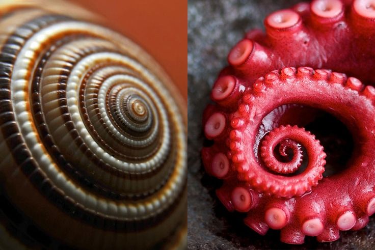 ریاضی در طبیعت