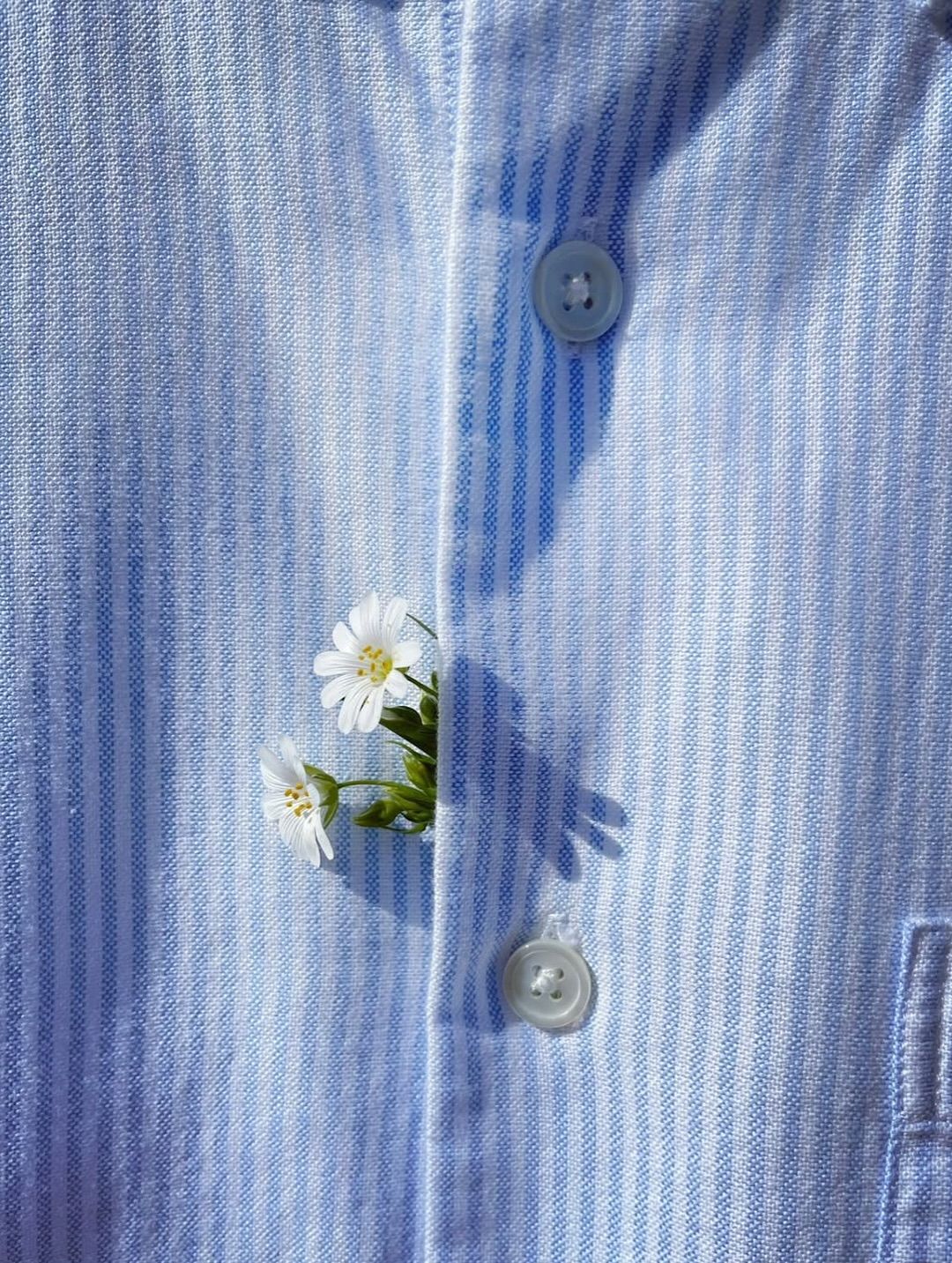 کسی در جایی تصرف آلبانی را هوس کرده است