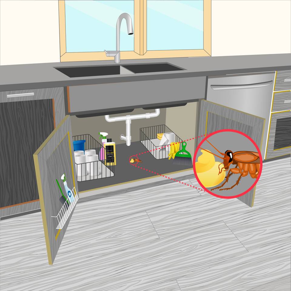 سوسک کابینتی در حال خوردن طعمه سوسک : خمیر سوسک کش کافی