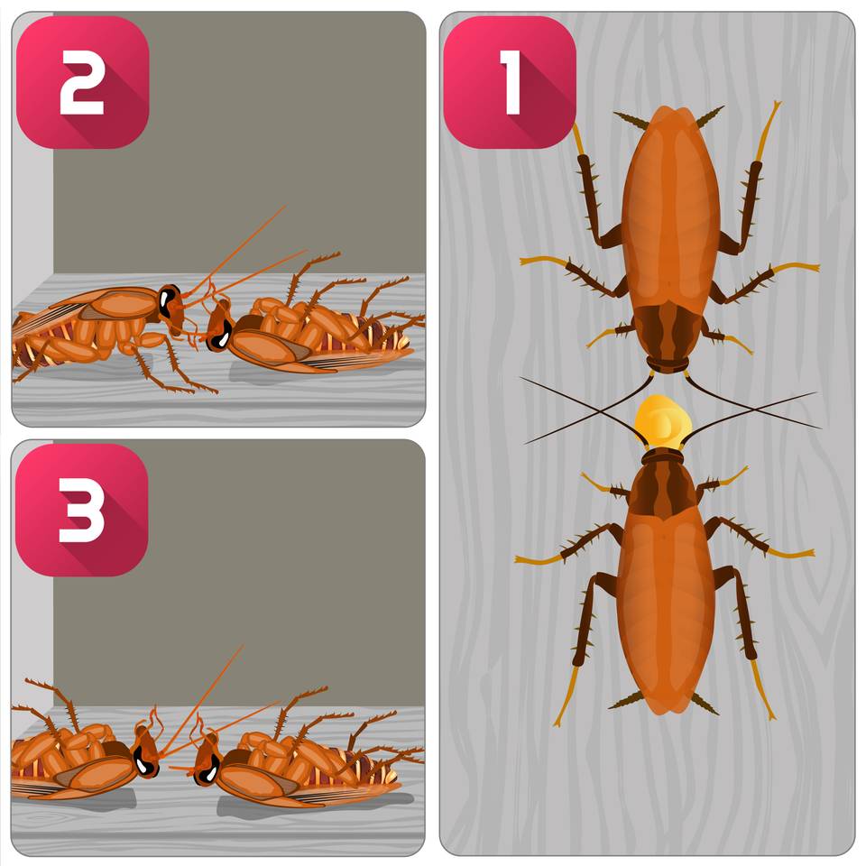 عملکرد دومینویی خمیر سوسک کافی در از بین بردن کامل سوسک ها