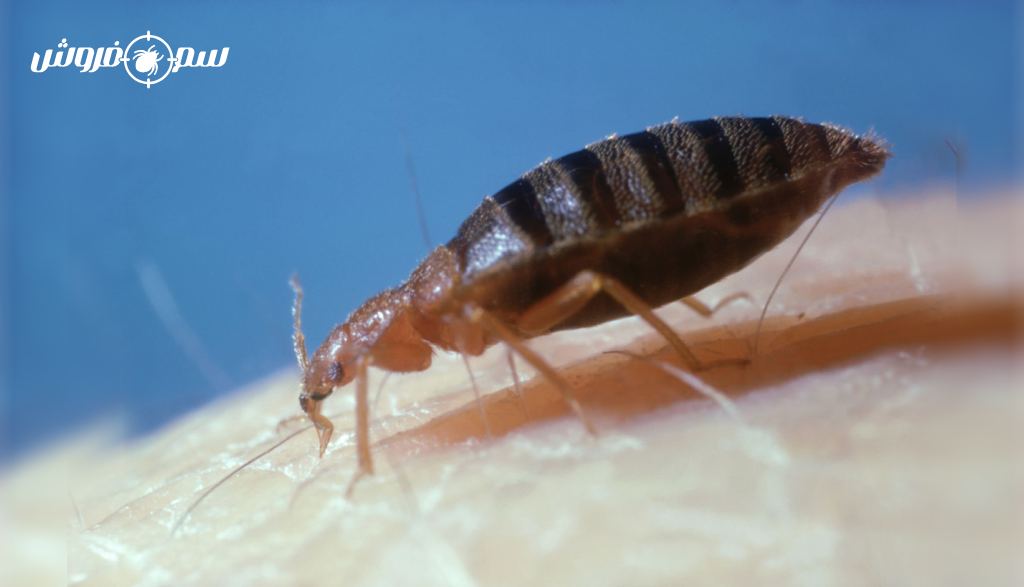 ساس تختخواب