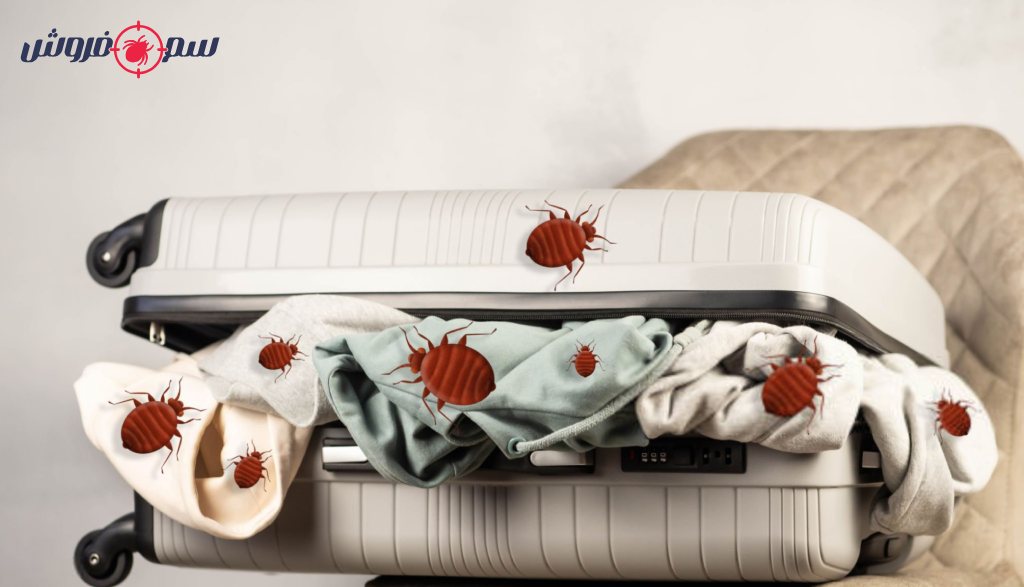 ساس هنگام بازگشت از سفر با پنهان شدن در چمدان، به خانه شما منتقل می‌شود.