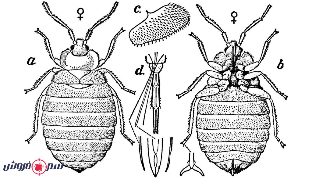 تعریف و زیست‌شناسی ساس - شکل بدن ساس