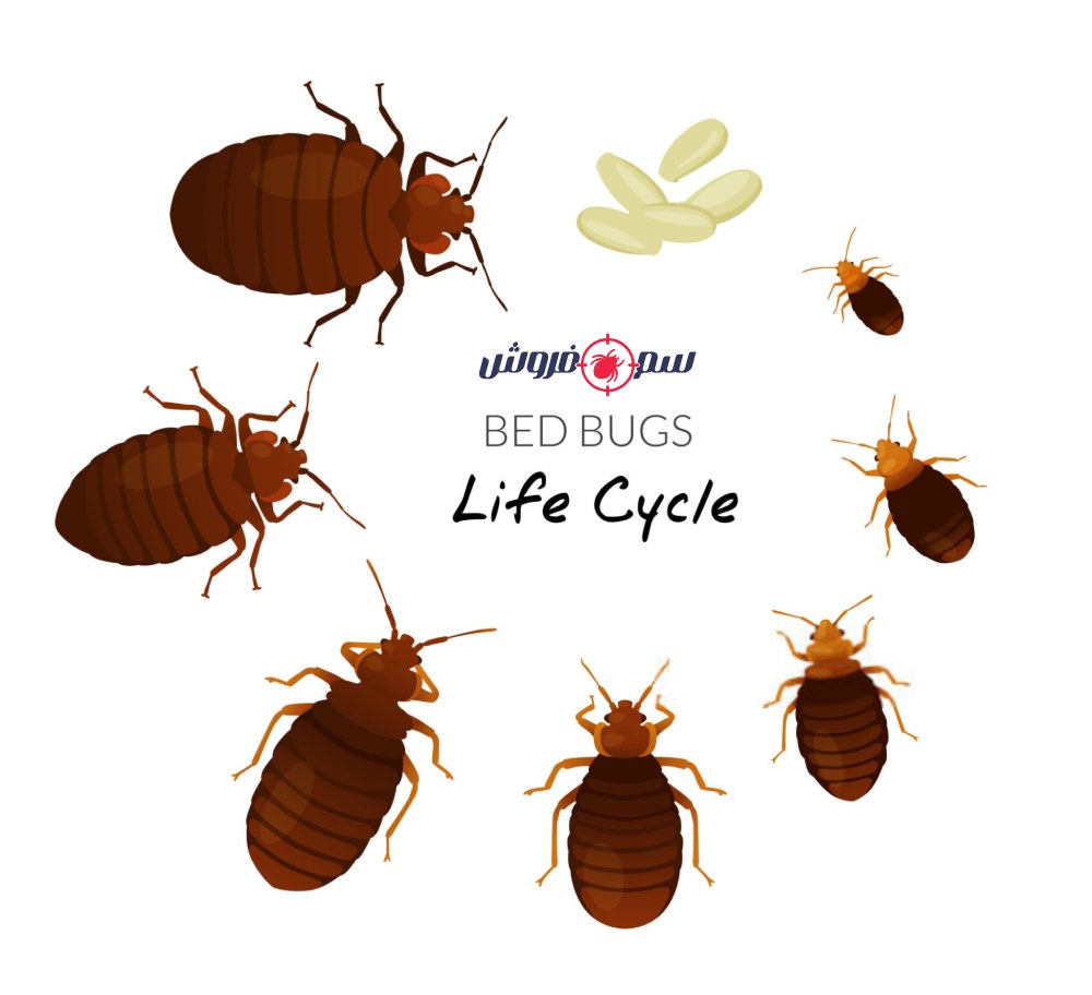 چرخه زندگی ساس