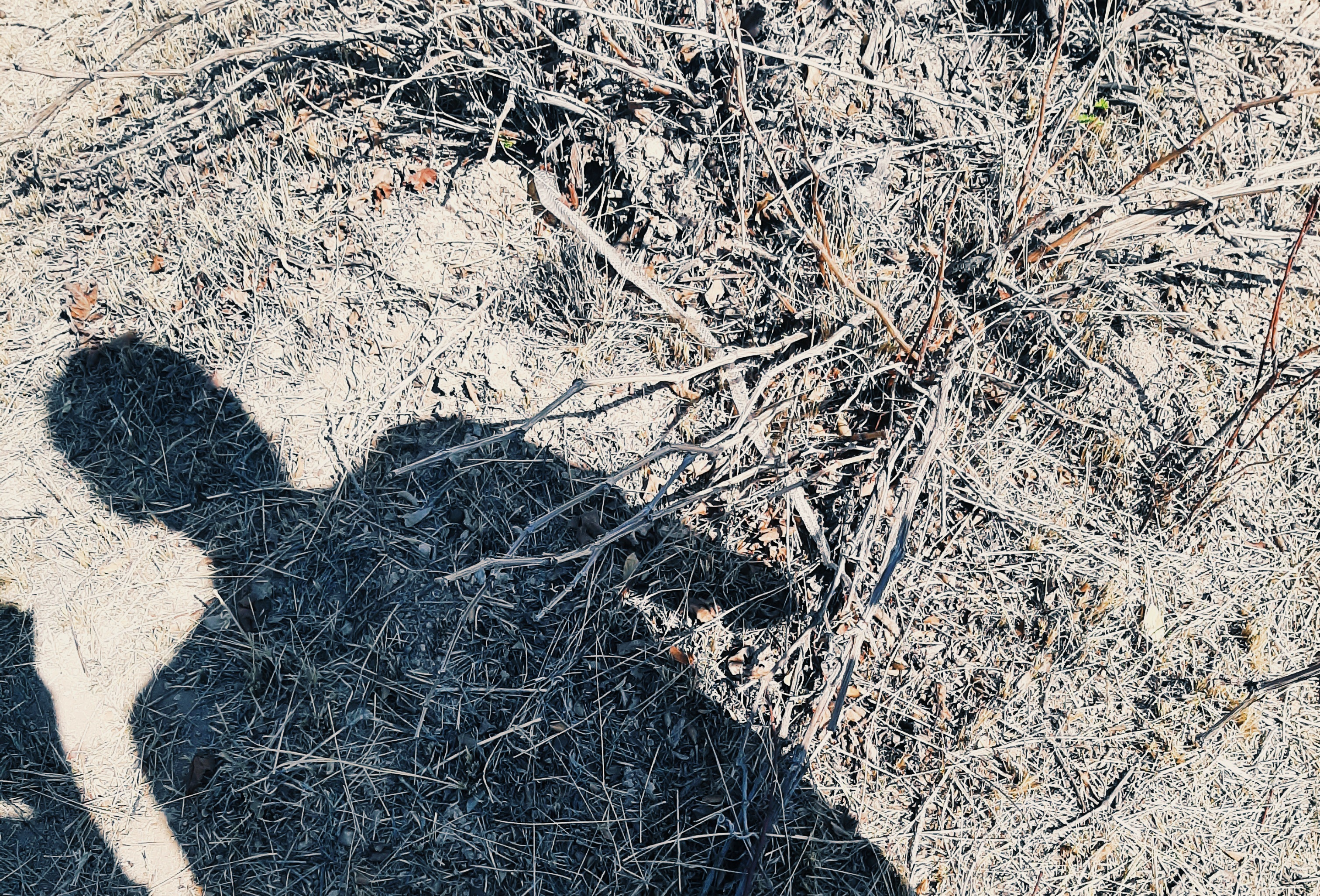 با جنابِ پدر، سر به بیابان گذاشته، پوست مار پیدا کرده و وی پرت شده در خاطرات مارگیری‌اش. :)