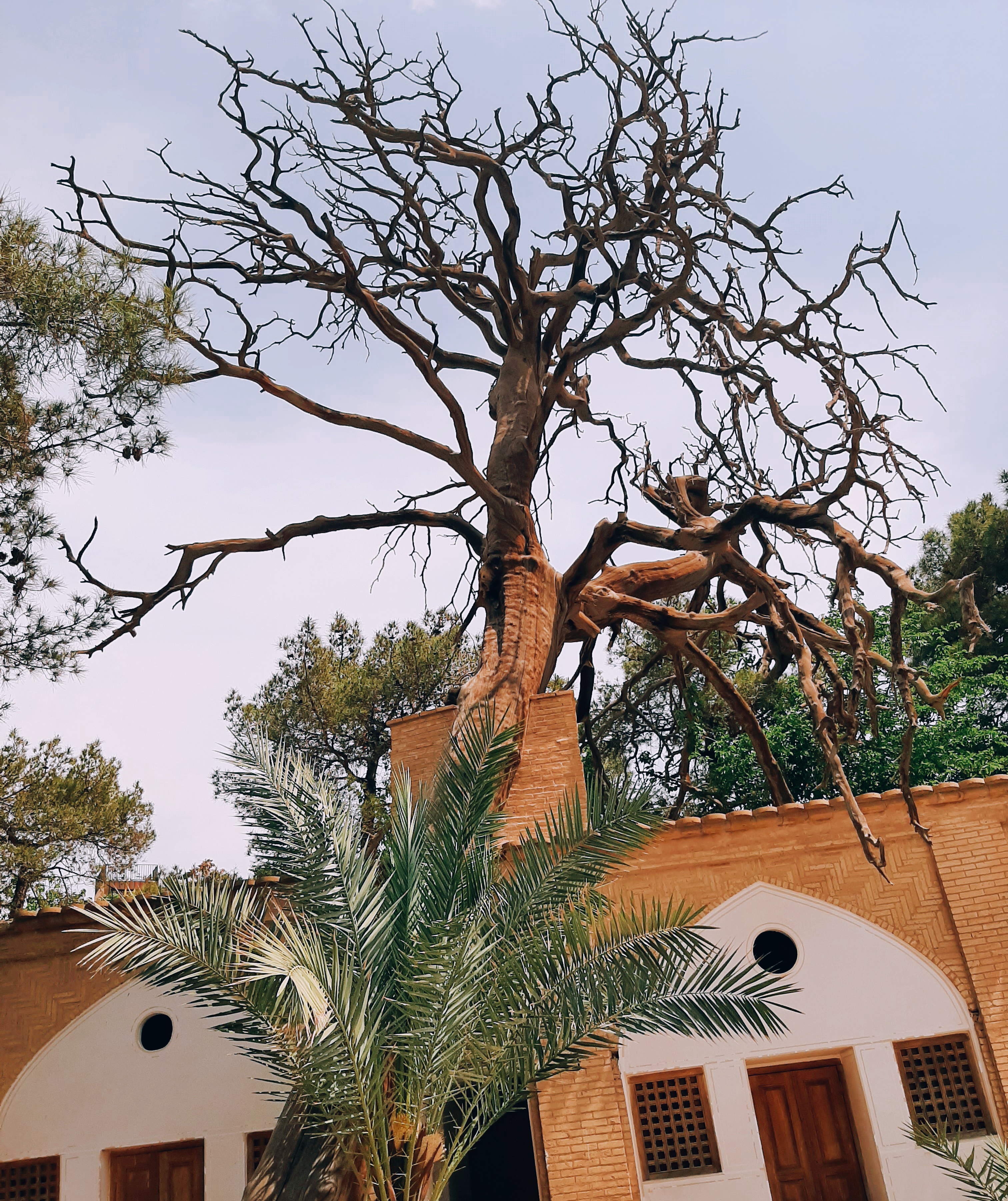 در جوار آرامگاهِ میرفندرسکی و پیرترین درختِ این آبادی.