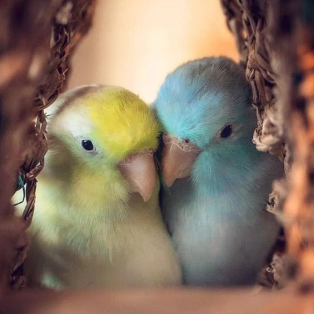 مشاور خانواده