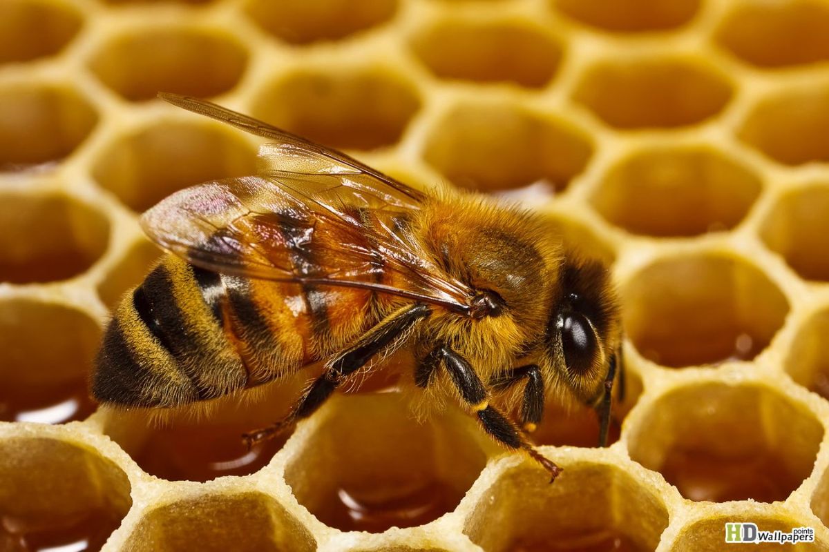 زنبور عسل در حال ساختن عسل