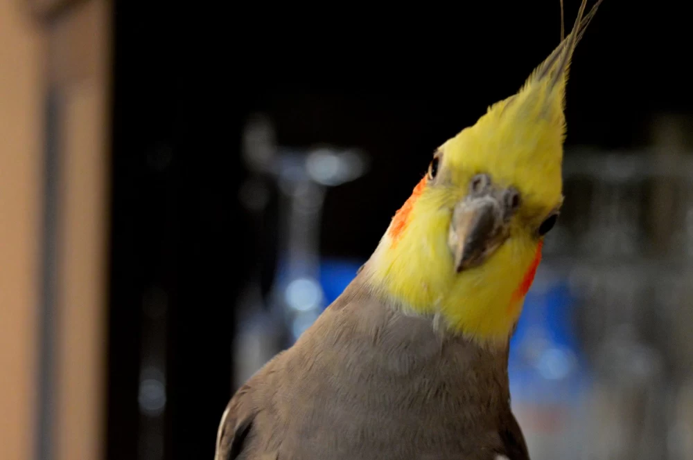 عروس هلندی نر