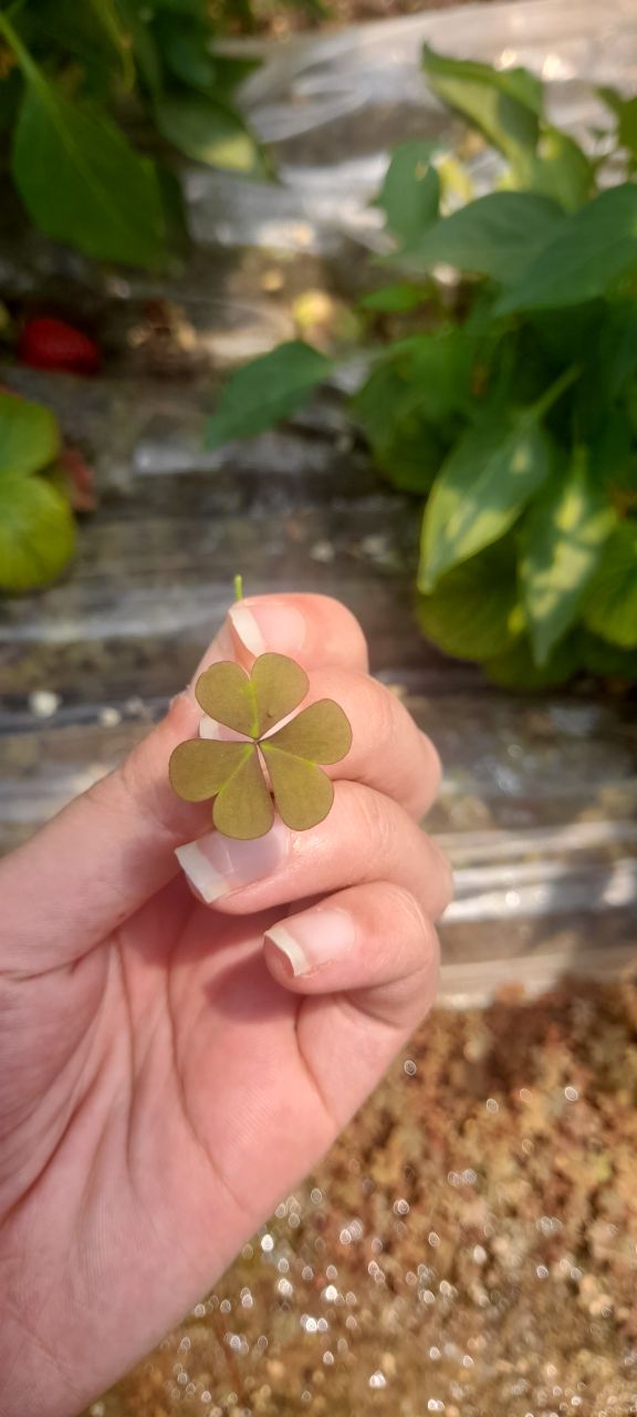 دنبال شبدرای چهار برگ