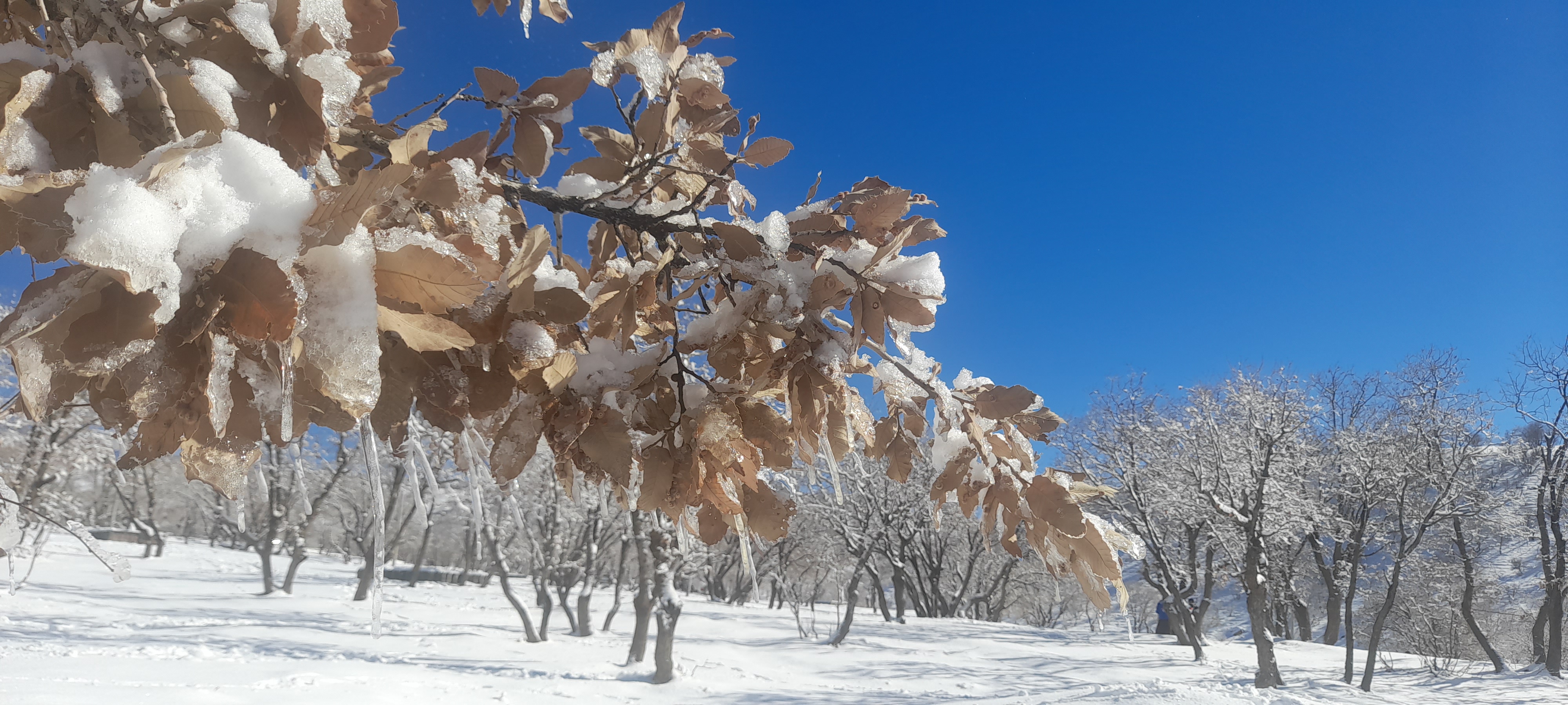 برگی از خاطرات یک متناقض نما