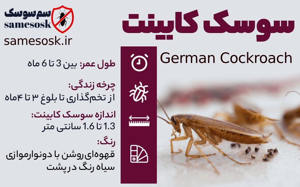 سوسک کابینت - سوسک آلمانی - سوسک ریز کابینت