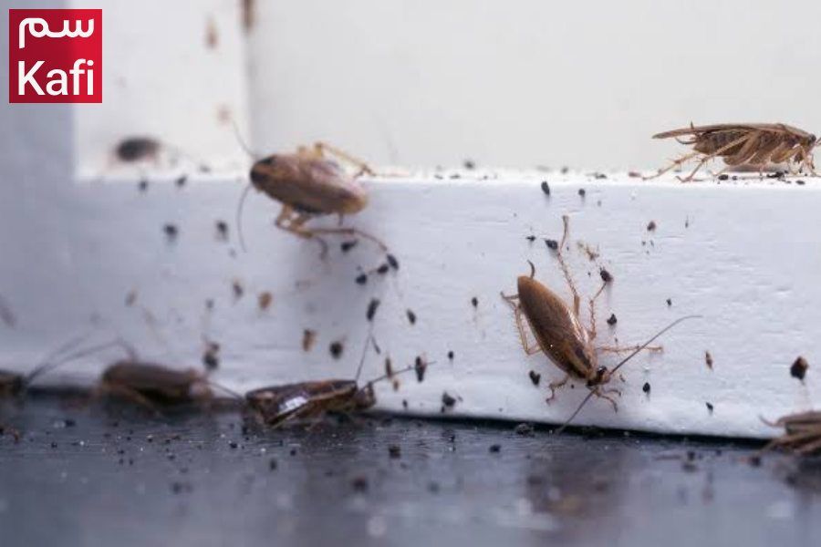 سوسک های کابینت