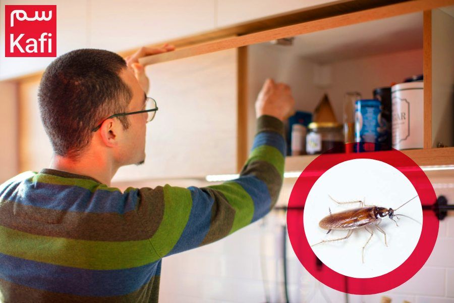 سوسک کابینت از کجا میاد