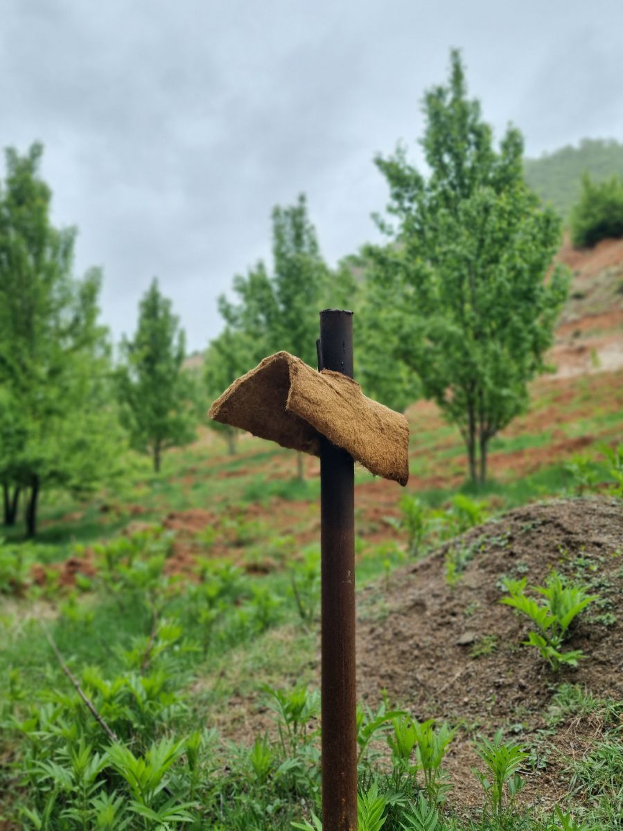 اروست به چناربن