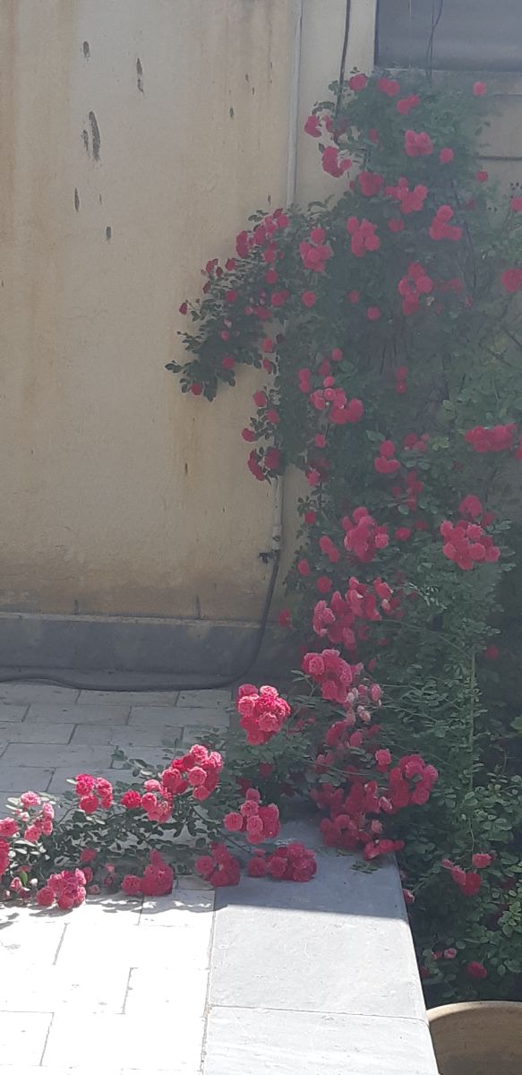 من دور از تو ، هر کجا باشم؛ غریبم!