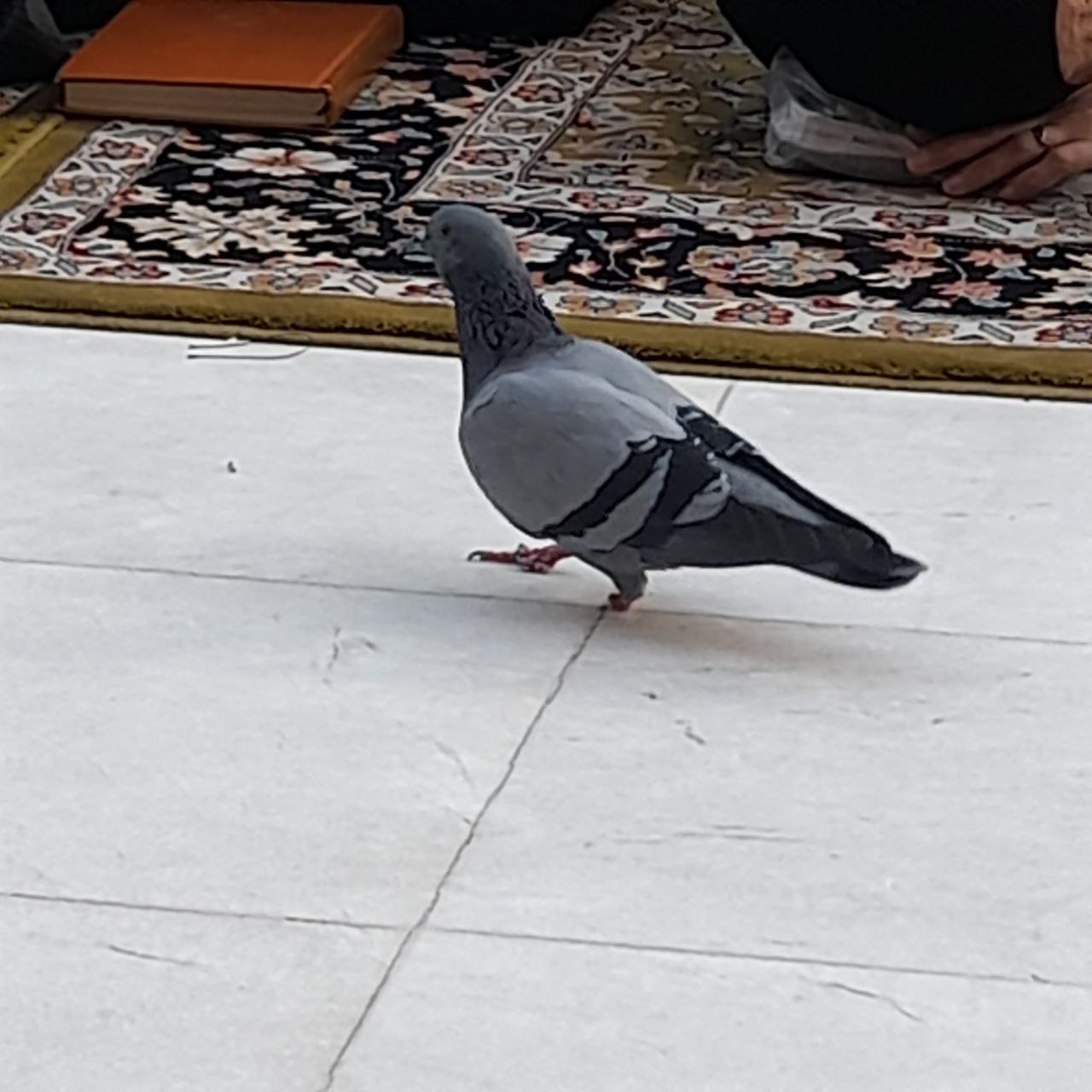 با چه غروری راه میره