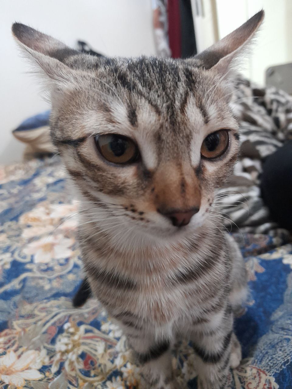 فلفل نبین چه ریزه 1 🫡🤫