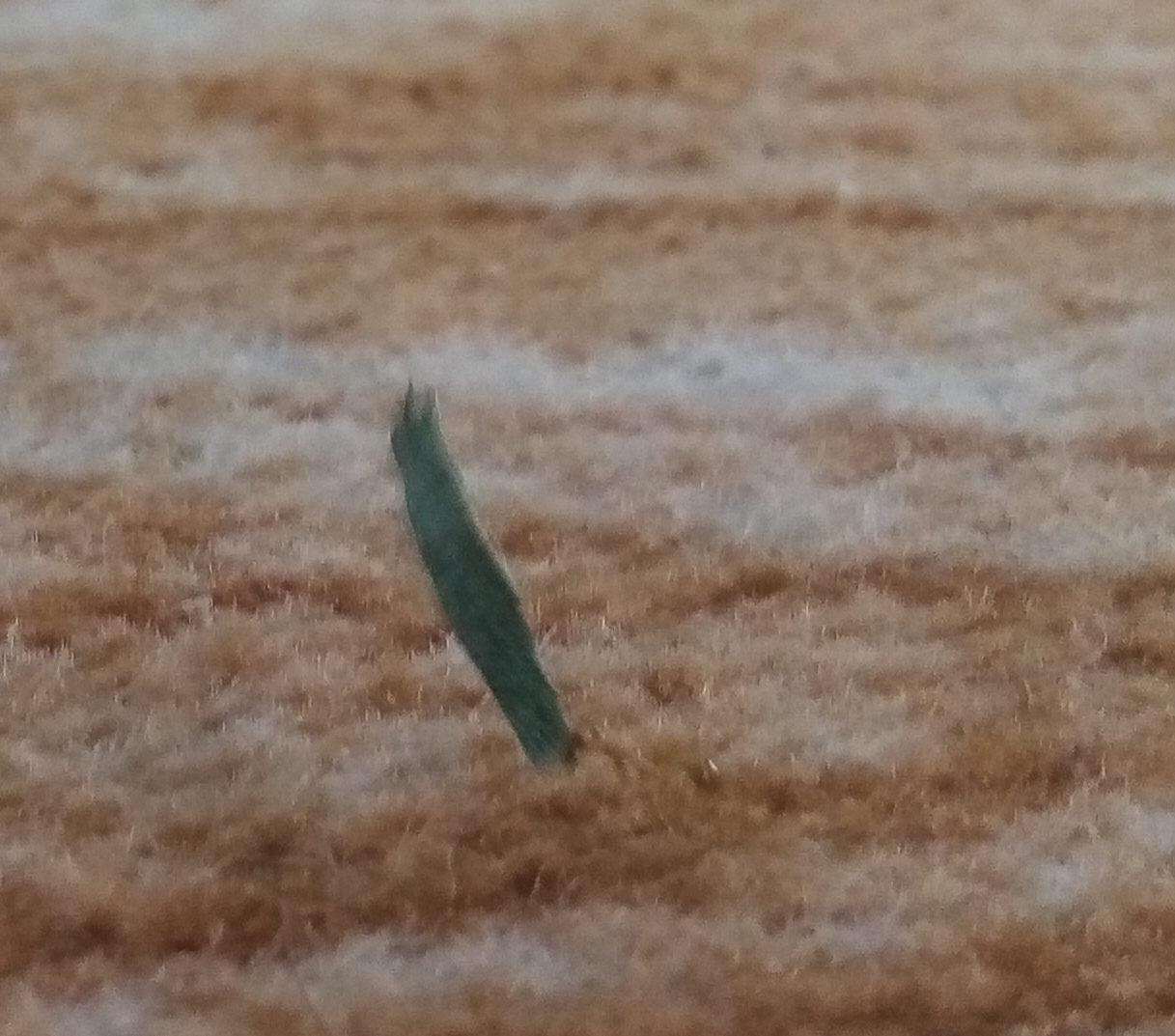 فلفل نبین چه ریزه 2🫡🤫