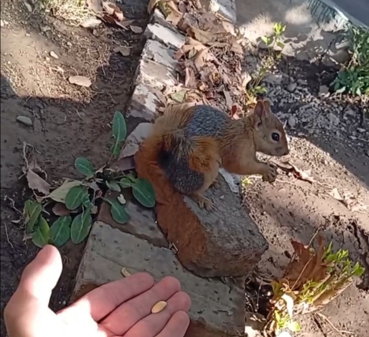 سنجابای دانشکده🥲